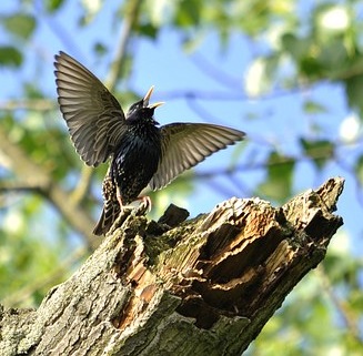 Singing Bird